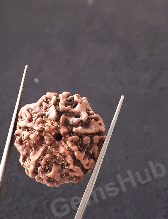5 Mukhi Natural Certified Rudraksha Size- 21.6 mm Premium
